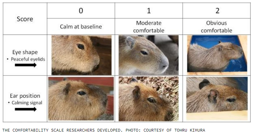 TheJobApp_'s tweet photo. @ecfoundersclub Educational, relatable and adorable. Truly journalism at it's finest, complete with a diagram to score just how comfy those rodents get :) https://t.co/pyWSl1yQEw