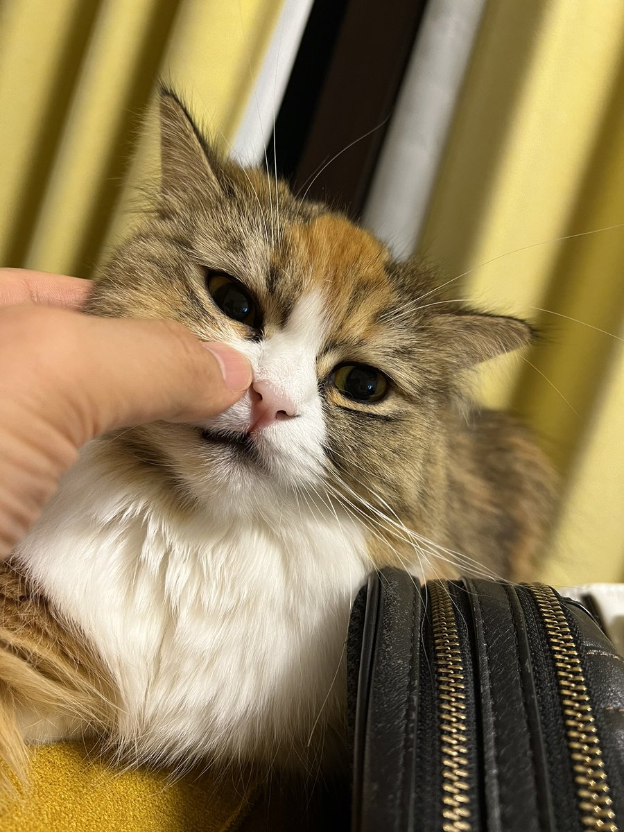 HottaMichell's tweet photo. そこに鼻があったから… https://t.co/KKoSwdLvgw
