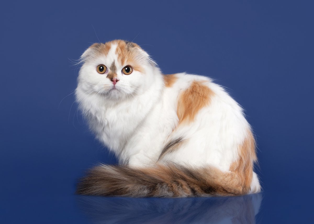 #JeudiPhoto Le Scottish et Highland à découvrir dans le numéro 46 (février - mars 2022) ! Disponible en kiosque à 6,90€ ou lecture sur smartphone à 4,90€ : matouchat.fr/sommaire-du-ma…