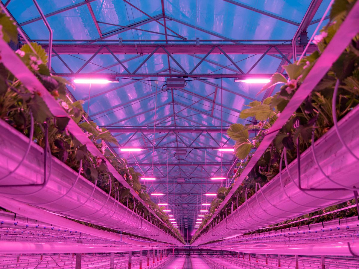 RED Horticulture tweet media