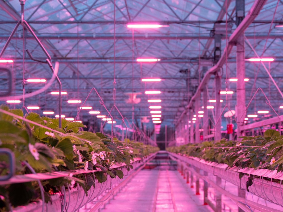RED Horticulture tweet media