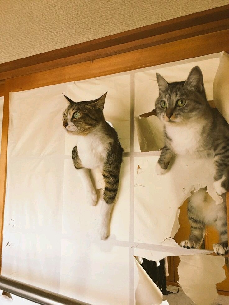 Котенок селфи. Сделай коти. Дверь для кота. Сделай коти. Сделай коти.