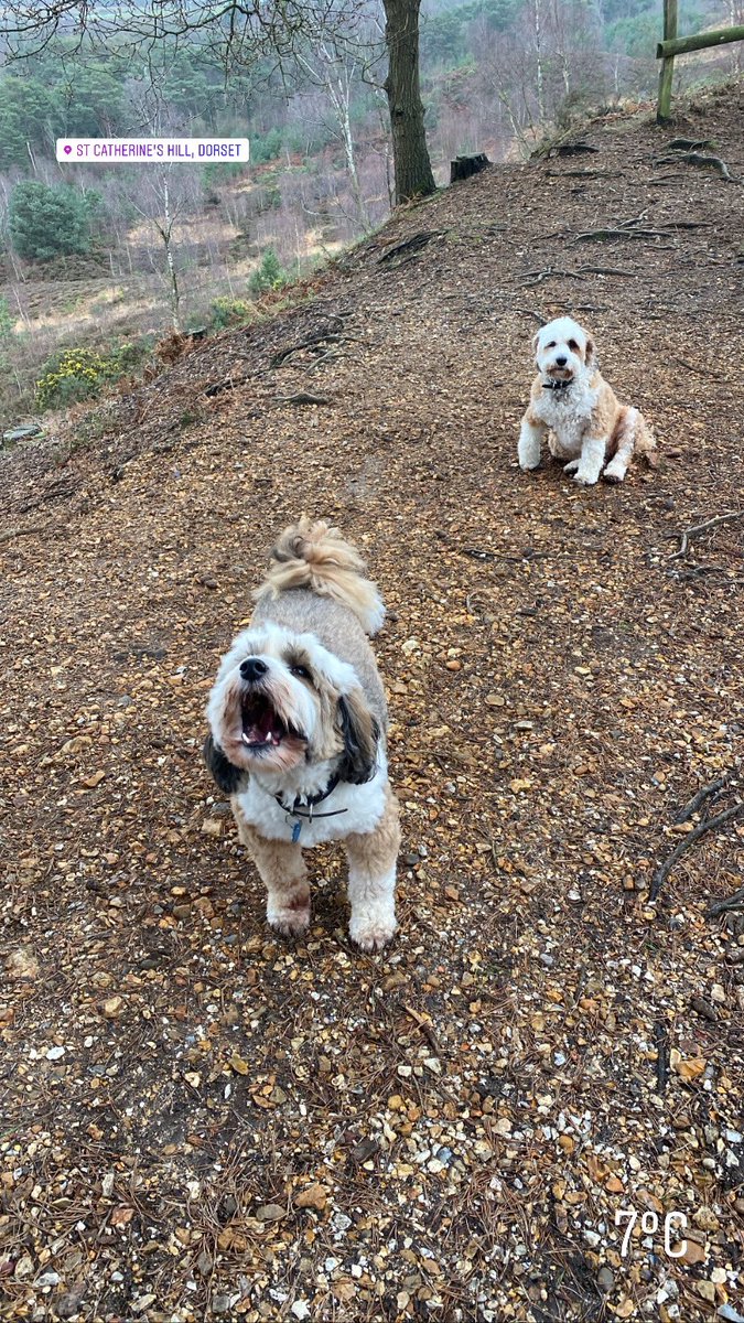We love to walk to the top of our local hill and then have a good bark ! 🐶