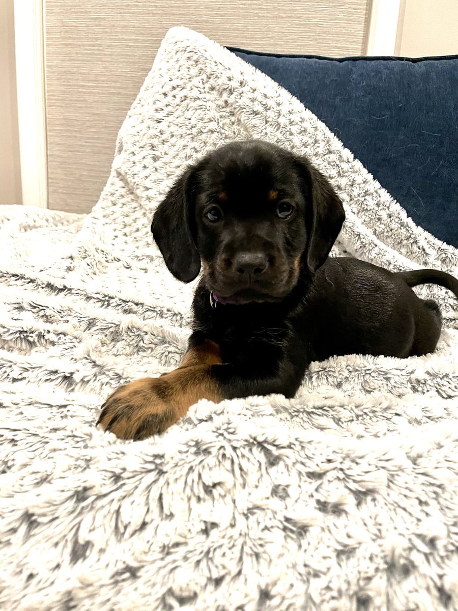 I’ve been spamming my other social networks so might as well share here…

<a href="/cvanguilder/">Chris Van Guilder</a> and I are fostering a sweet, fun, hilarious puppy named Gibson through <a href="/SHHRescue/">Secondhand Hounds</a>. Interested? He’ll be ready to go to his forever home MLK Day weekend! More details⬇️

petfinder.com/dog/gibson-d22…