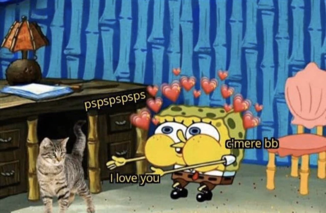 Wheeema's tweet photo. When I go to someone’s home and they have a cat😂 https://t.co/mL5ETctjvJ