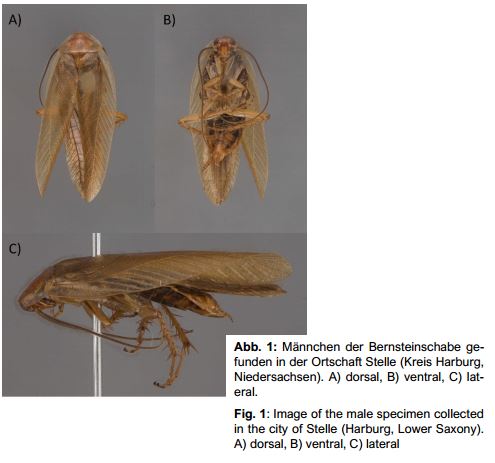 Geniates's tweet image. New paper published: Husemann M., Klesser R., ... &amp;amp; Seidel M. (2021). Distribution of the wood #cockroach Ectobius vittiventris  (A. Costa, 1847) in Germany with a first record for Lower Saxony. Articulata 36: 9-22. #citizenscience #rangeexpansion #invasivespecies #Blattodea