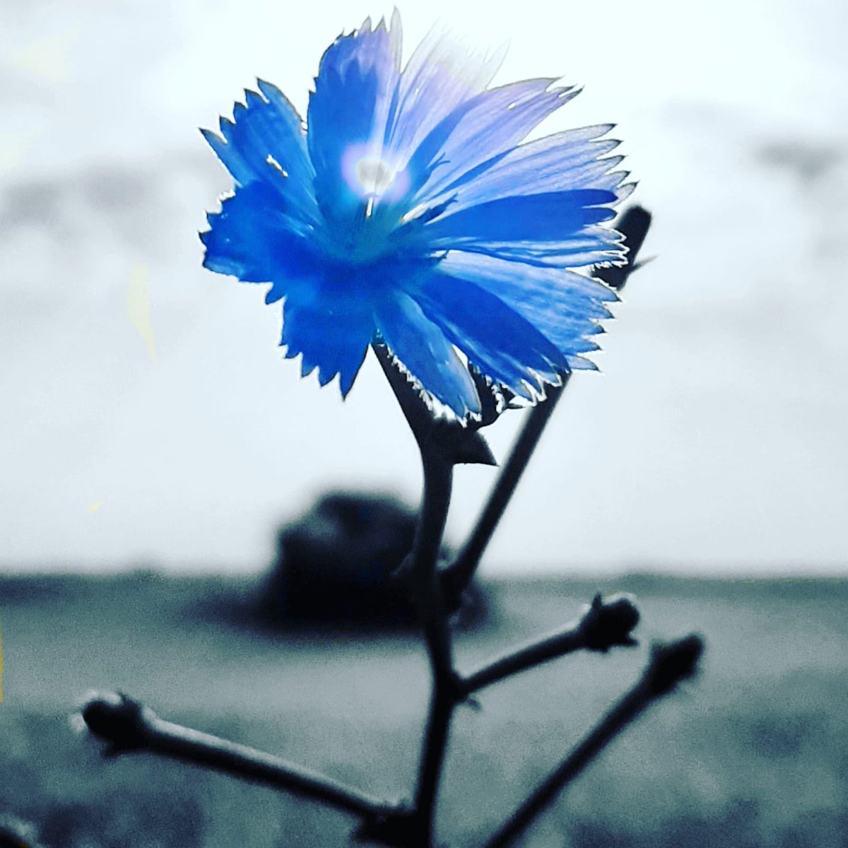 MLuzNogues's tweet photo. Día #2de52 proyecto de @mongeleon con temática y fotografías para animar los lunes.
Hoy toca tema #Azul
Me sumo al proyecto con el azul de esta achicoria silvestre que ilumina los caminos abrasados por el estío.
Azul del cielo
Azul del mar
Azul de pupilas enamoradas... https://t.co/Vqs2uoyx4w