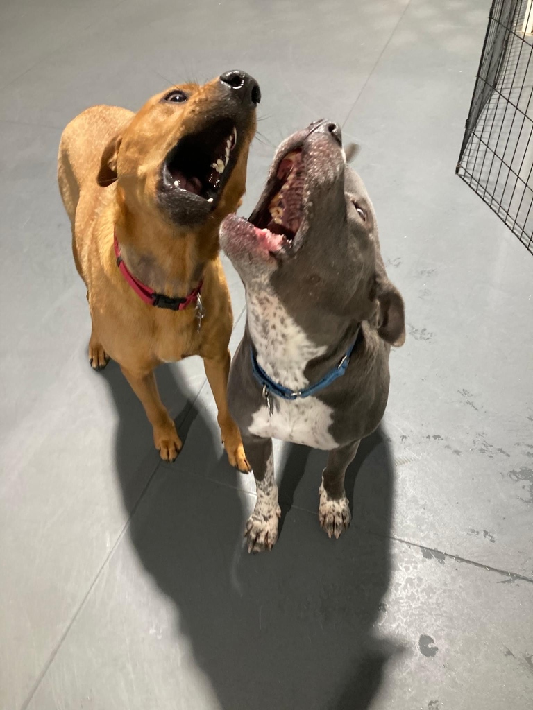 Callie and Burt singing "The wheel on the bus go round and round, round &amp;...." 🎶 😄 #backtoschool #letsplay 
#socialization #makefriends