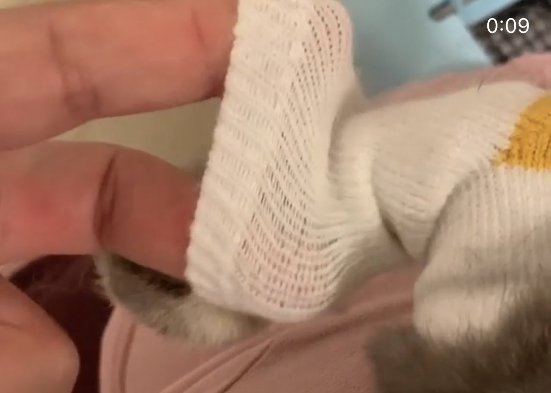 #うさぎの靴下　3ヶ月で200足以上売れてます😊汚れ防止、すれ防止、薬舐め防止、開帳肢、ソアホック、踏ん張りが効かない子が立てる様に。使い方様々！小さい子460gから2.5キロのうさぎさんまで使っていただけてます。もっともっと広げたい。よかったらリツイートお願いします🙇‍♀️