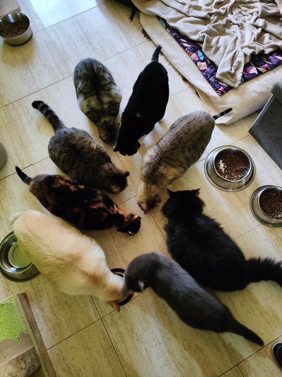GaticosPerretes's tweet photo. Pues ya estamos en plena cuesta de enero.
Tengo que hacer pedidos de: pienso para 😺 y 🐶, suplementos, feliway, latitas, muchas latitas, porque varios mausitos están muy malitos y tengo que incentivarlos para que coman, pero no tenemos suficiente dinero en la cuenta. 😿😿 https://t.co/ZuxkKR0mvj