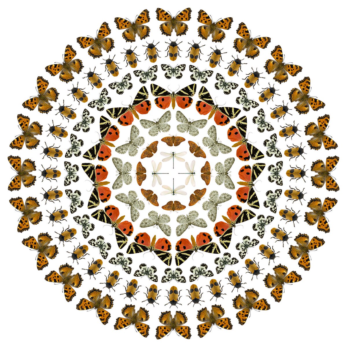 sagaOptics's tweet photo. From the middle to the outside:

1. Calopteryx splendens (female)
2. Argynnis paphia
3. Ectropis crepuscularia
4. Euplagia quadripunctaria
5. Melanargia galathea
6. Clytra laeviuscula
7. Nymphalis polychloros

#biodiversity https://t.co/FDgn5q6b1Q