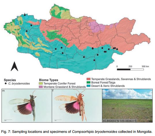 Geniates's tweet image. Latest paper: Dey L-S., Seidel M., Lkhagvasuren D. &amp;amp; Husemann M. (2021). From the steppe to the desert: Survey of band-winged grasshoppers from #Mongolia (#Orthoptera: Acrididae: Oedipodinae) based on material from 50 years of expeditions. Erfor. biol. Res. Mongolei, 14: 329-360.