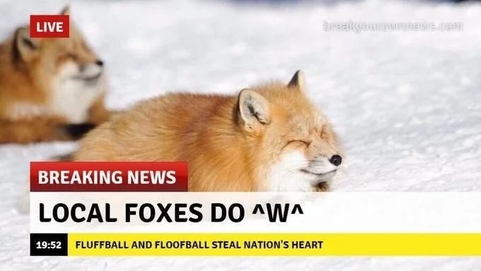 RinFox850's tweet photo. Love their little faces! #adorable #Memes #foxes https://t.co/6xoJ8FksAc