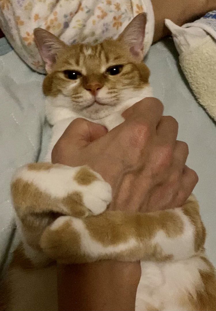 omiemon0303's tweet photo. 今年に入って布団でストレッチしてると　大概こうなる。自分にとって癒しの時間なのだ、大切な家族❣️
#保護猫 #茶トラ https://t.co/sFt7Oc9tXR
