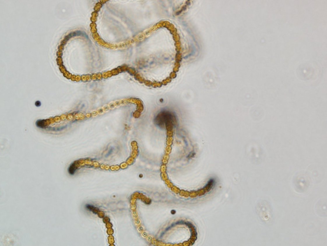 Want to join a #mesocosm experiment on #TasteAndOdour/ #cyanobacteria with organic and inorganic nutrients in summer 2022? Get in touch and apply with #AQUACOSM-plus. Deadline is 31st March.