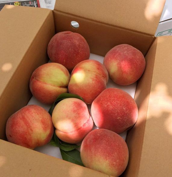 RubiGroovy's tweet image. #Peaches are so fruitful. Love them , eat them and stay healthy .. 
#PeachLovers