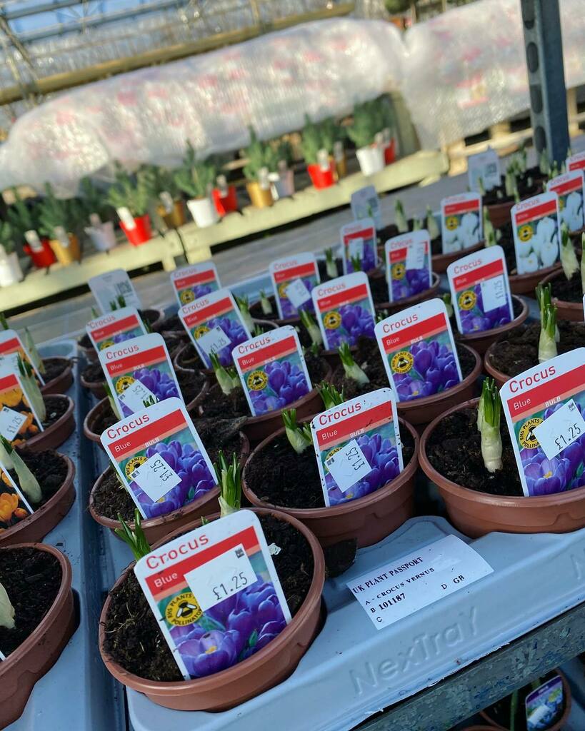 ToftwoodGC's tweet photo. We’ve had a wide range of potted 9cm bulbs which are all £1.25 !!

This includes : 
- 11 varieties of Iris 
- 6 varieties of narcissus (daffodils)
- 5 varieties of crocus
- 4 varieties of Scilla
-3 varieties of muscari 
- 2 varieties of fritillaria 
- Bl… https://t.co/jW6WLKi9x4 https://t.co/sfzmTUxxsO