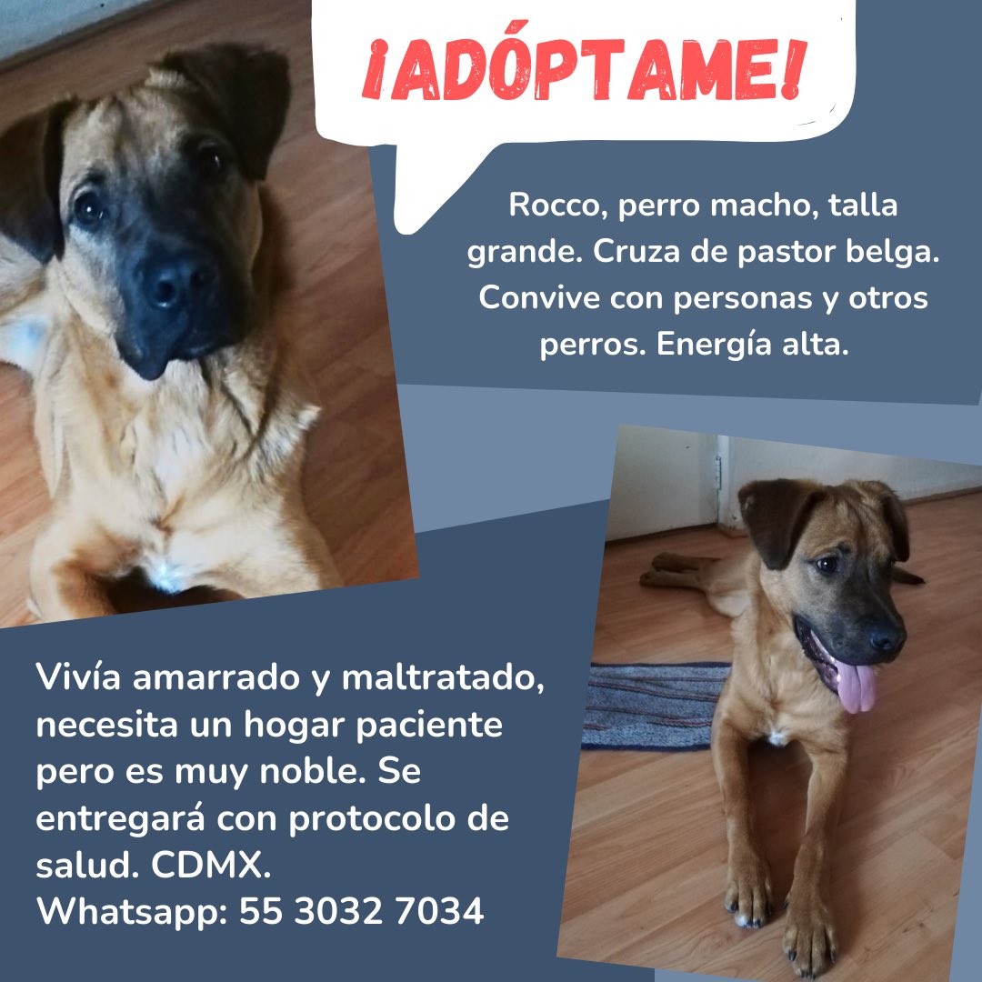 MascotasSismo's tweet photo. #Adopta Necesitamos muchos RT para Rocco. Rescatado de maltrato, es cruza de pastor belga, talla grande, energía alta. Muy noble, convive con perros y personas. Necesita un hogar paciente y cariñoso, con espacio y actividades para encauzar su energía. CDMX. https://t.co/P3BwCQFAQM