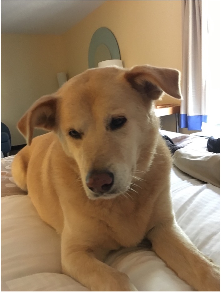Through miles and miles, you brought so many smiles. You and Bill will always be joined in my heart. It was special to share you with my friends, to play on the beach, and to share a patio meal. Thank you for being my pal.  My heart goes with you. 

Go in peace my furry friend