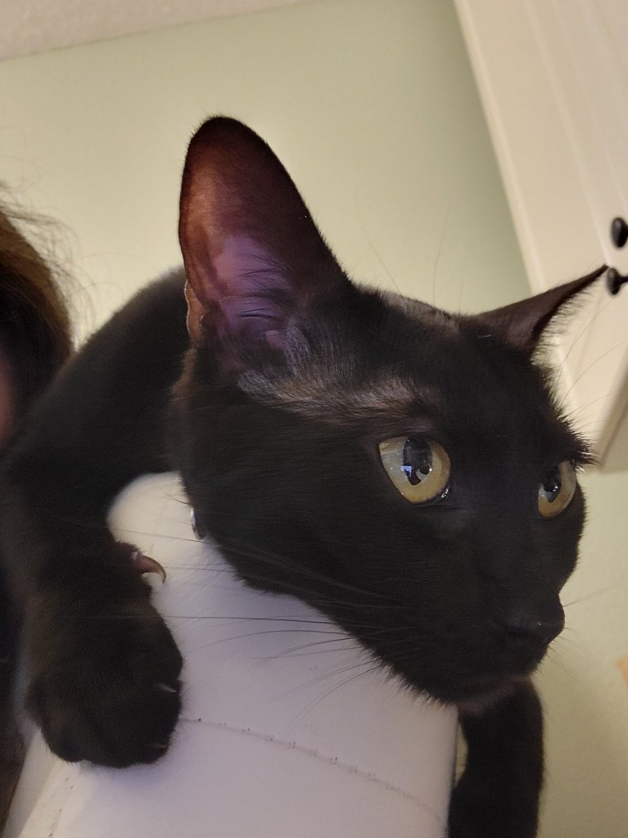 MegaNerdGirl's tweet image. When you want your chin rubbed *and* your butt scratched, but human is only using one hand to pet you. #voidkitty