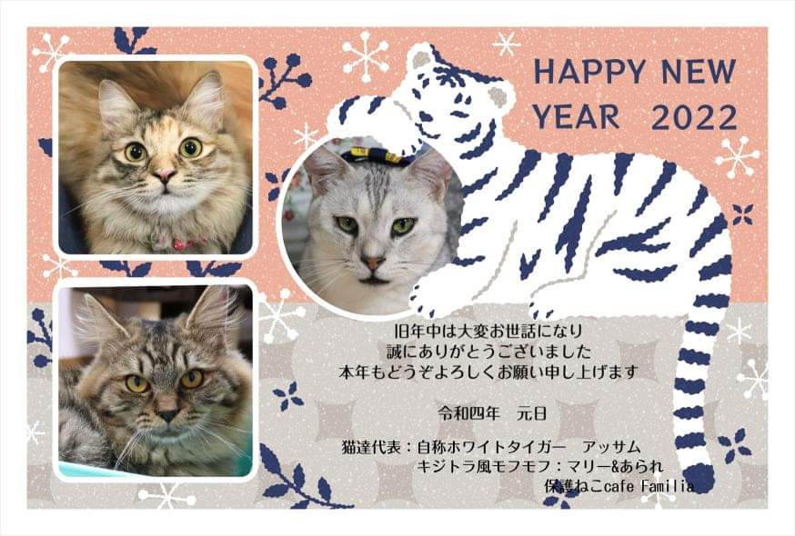 保護ねこcafe Familia ファミリア 広島にある猫カフェ 子猫のへや