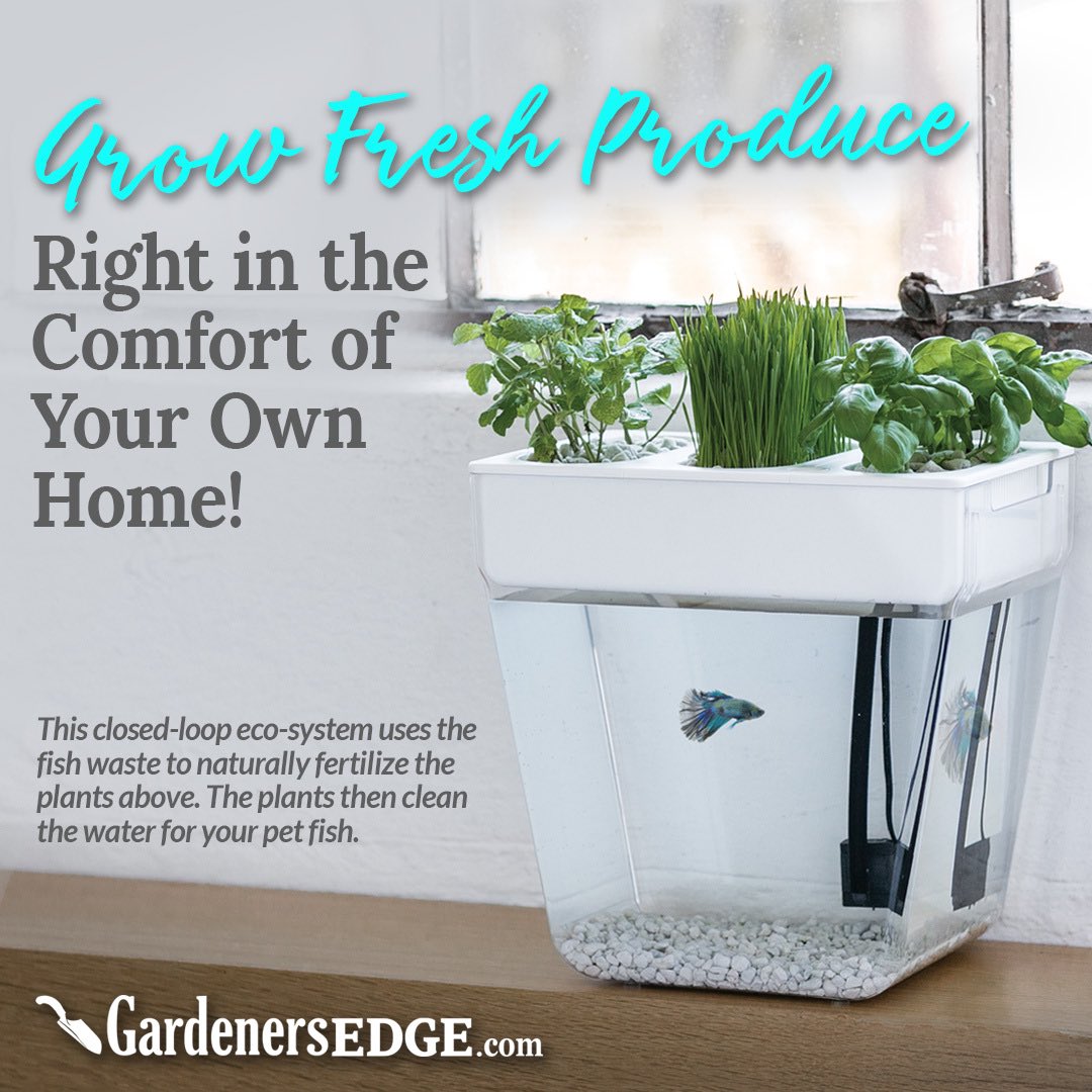 gardenersedge's tweet photo. Grow basil, thyme, baby greens, oregano, mint, parsley, spinach and so many other delicious foods! This closed-loop ecosystem uses the fish waste to naturally fertilize the plants above. In turn, the plants clean the water for your pet fish. #indoorherbs
https://t.co/fu8b3L4mIp https://t.co/OgM99lOAgN