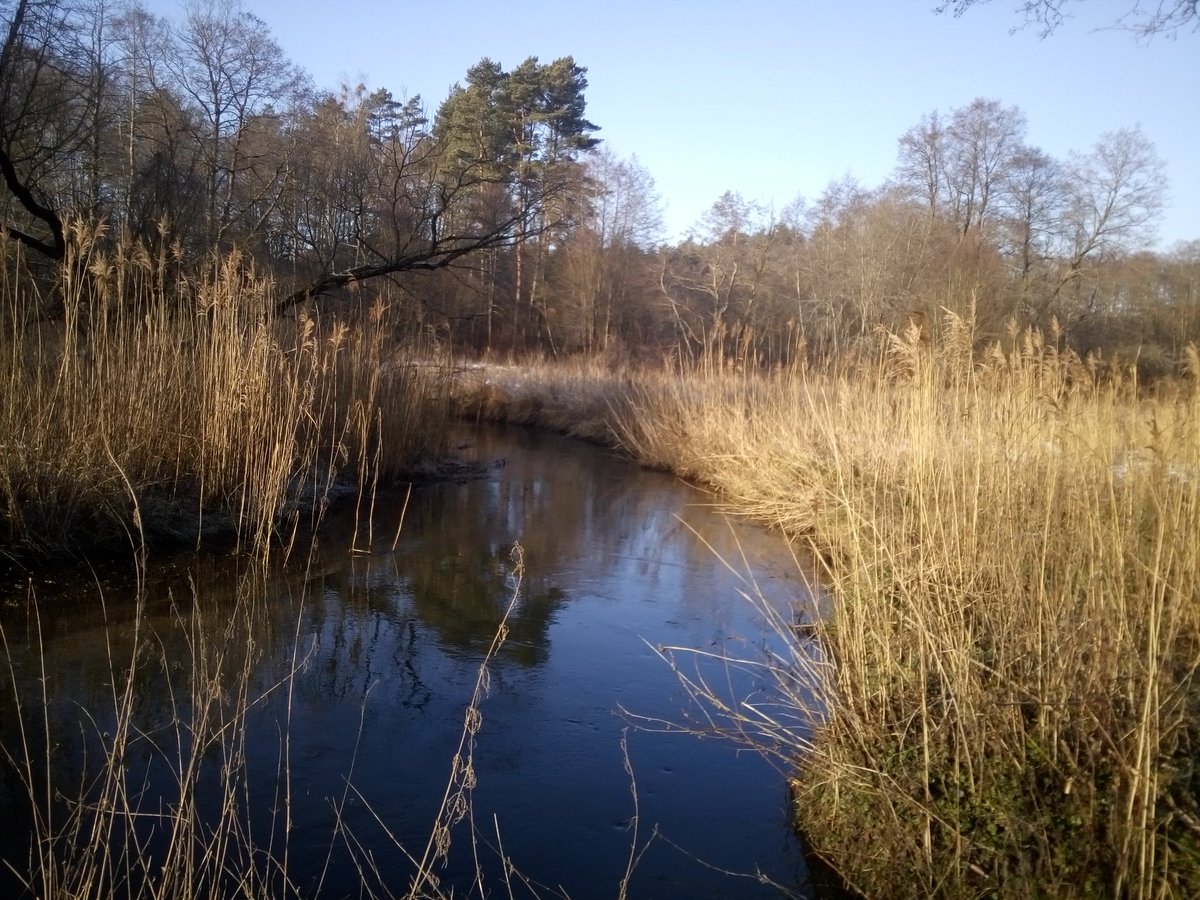 Parseta's tweet photo. Górna Parsęta, Ostrowąsy. Woda delikatnie trącona, poziom niski. #zachodniopomorskie #wędkarstwo #spinning #troć #pstrąg #łosoś #lipień #kropki #potoki #zima https://t.co/NtupGMiSoY
