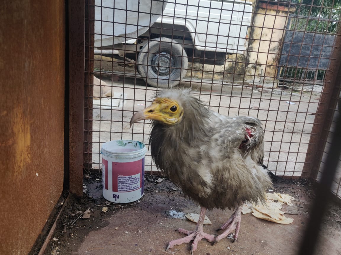 Appeal : Meerut raise your voice against use of Chineese Manja. An injured vulture rescued by Meerut Forest team . #saynotochineesemanja @UpforestUp @moefcc @DmMeerut @SuchnaMeerut @rkm_dce @AHindinews @AU_MeerutNews