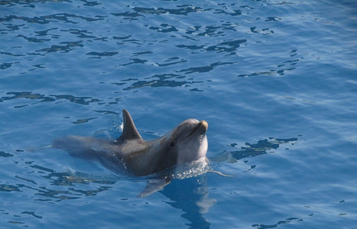 hjulia13's tweet photo. #Azul
Oceanográfico (Valencia).
#2de52
#Proyecto52 https://t.co/UvoLTHHwul