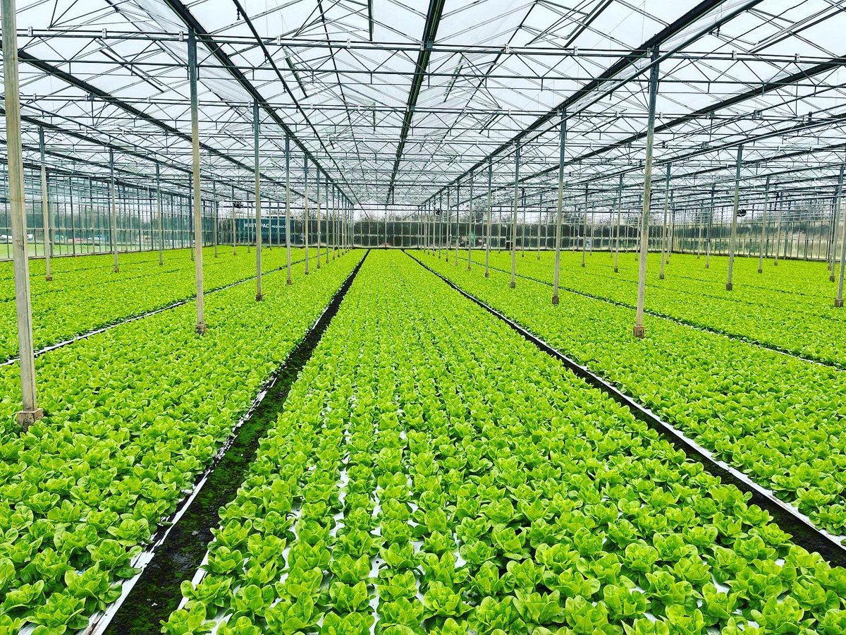 Agronomysilvers's tweet photo. Indoor lettuce π₯¬ looking a picture today mild weather coupled with good light intensity has helped this crop develop well @AgriiUK #indoorcrops #lettuce #agronomy #cropwalking #avoidingtherain #lunasensation @Bayer4CropsUK https://t.co/lIdUzJ2Mcx