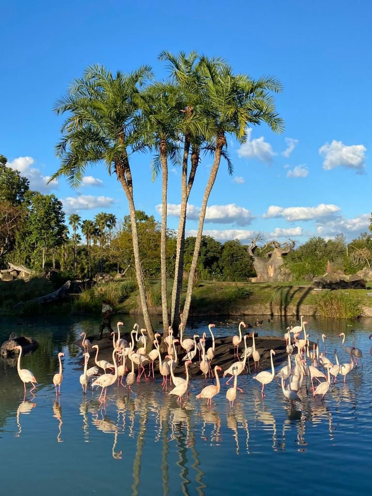 Iuizf's tweet photo. Recuerdos inolvidables! No hay nada como la fantasia! @DisneyParks @WaltDisneyWorld. Unforgettable moments! We all need a little fantasy! https://t.co/fAQdERQoNe