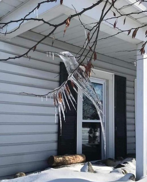 mumyeong's tweet photo. ice shaped like hummingbirds https://t.co/EOJ7W5y0vJ