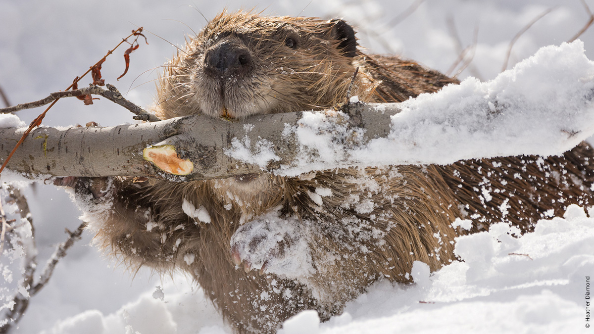 A beaver carrying a branch