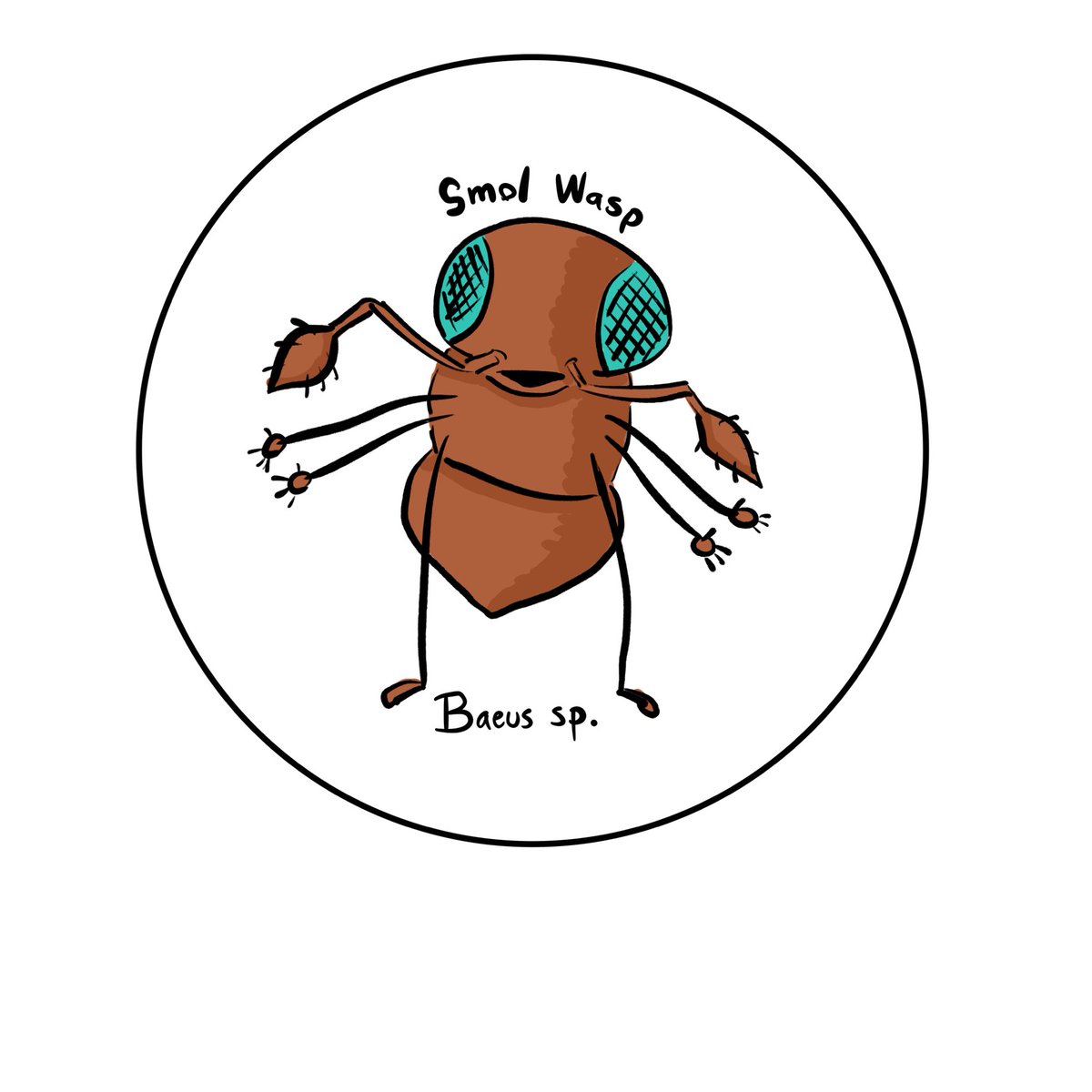 Bees & Wasps of Ireland tweet media