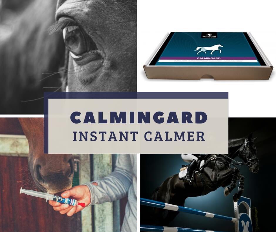 Synovium Calmingard - Instant Calminging Syringes for competition. NOW ON OFFER! Single £7.20 was £8 Box of 5 £34 was £38 synovium.co.uk/product-catego… #horsecalmer #calmerforhorses #equinesupplements #competitionsafecalmer #competitionhorse #synovium @equestrianindex