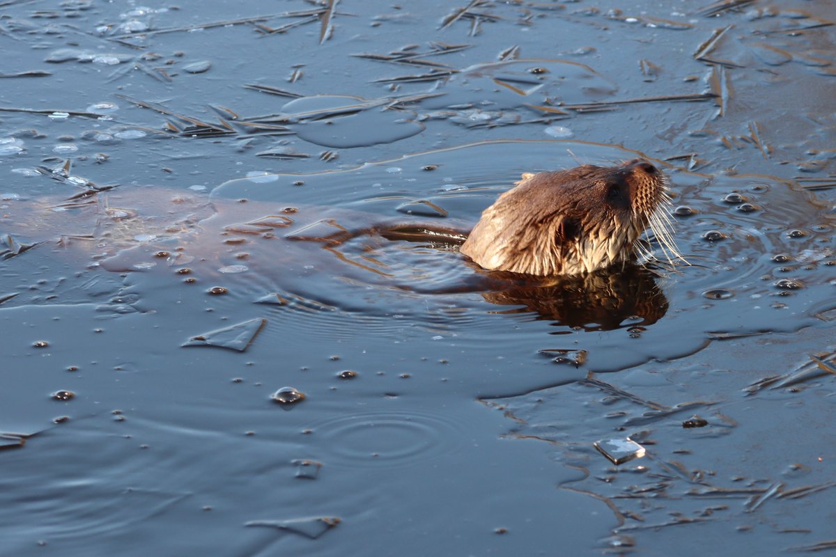 Christa Klaassen tweet media