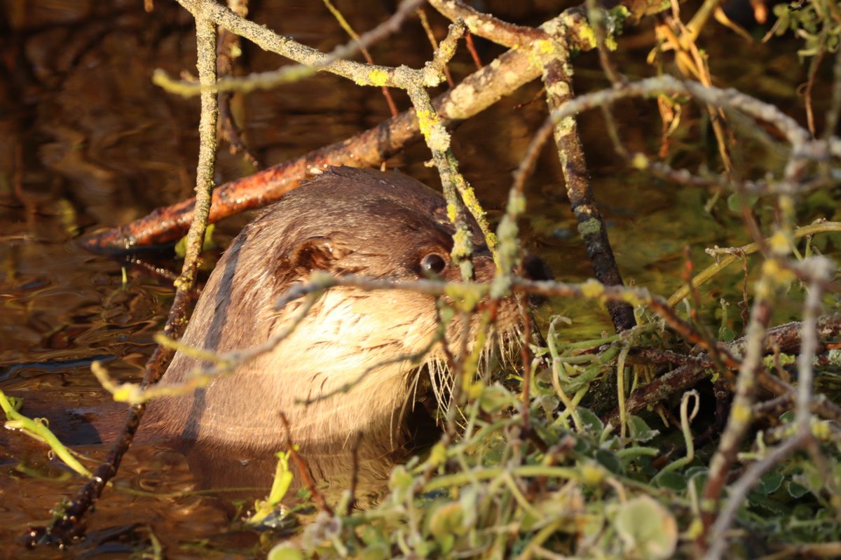 Christa Klaassen tweet media