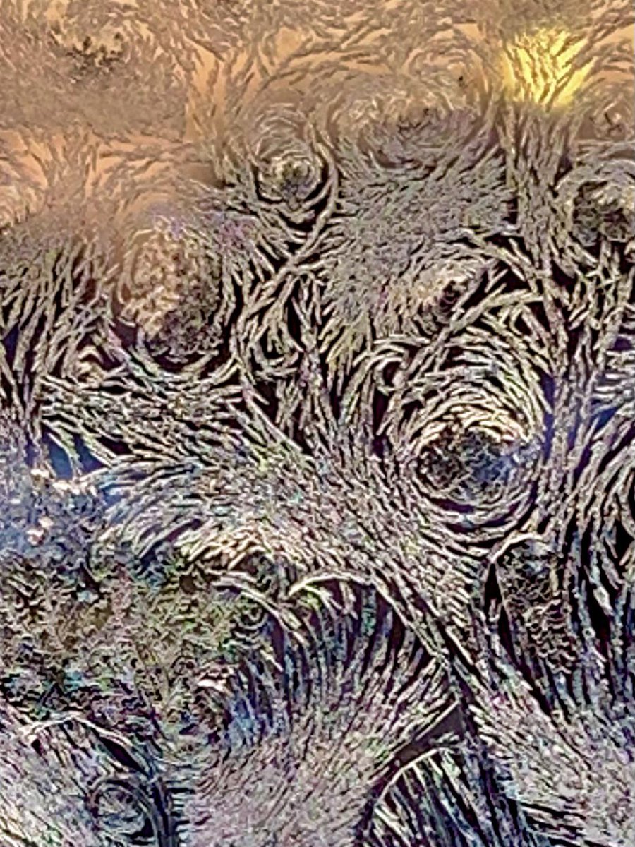 picshttp's tweet image. The night Van Gogh painted my storm window with frost, February 19, 2021 photographed at sunrise.  

#Eye #Nature #Plant #Organism #Tree