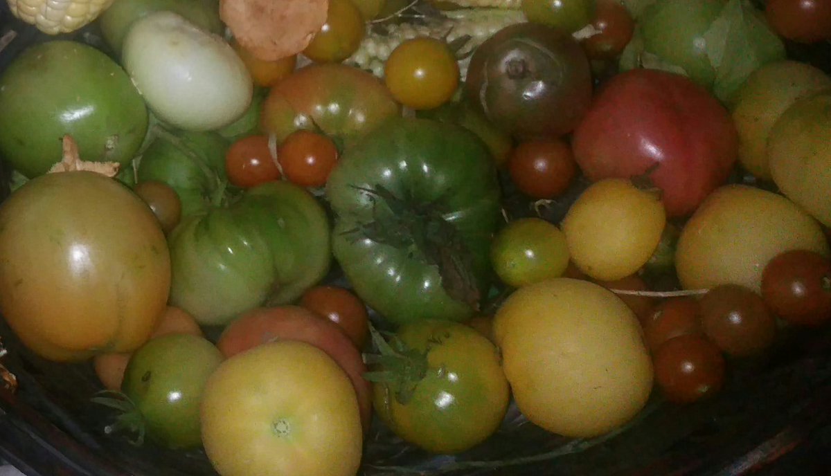 I remember summer, when I could pick ripe and also Green Tomatoes from my garden.

#MyGarden #Homegrown #Tomatoes #GrowYourOwn #Seeds #TomatoeSeeds #SeedSwap