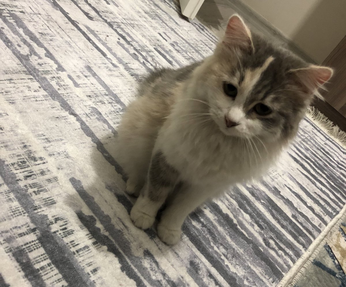 iremmguderr's tweet photo. Evet ta kendileri 😻😻 #Kibrit https://t.co/BkfO55IhG0