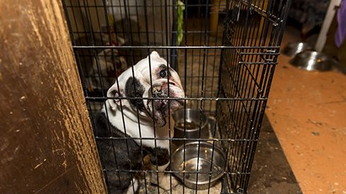 #Florida, don't let puppy mills make rules for your community! Contact your state legislator to oppose HB 849/SB 994 TODAY! bit.ly/3qbi9y2
