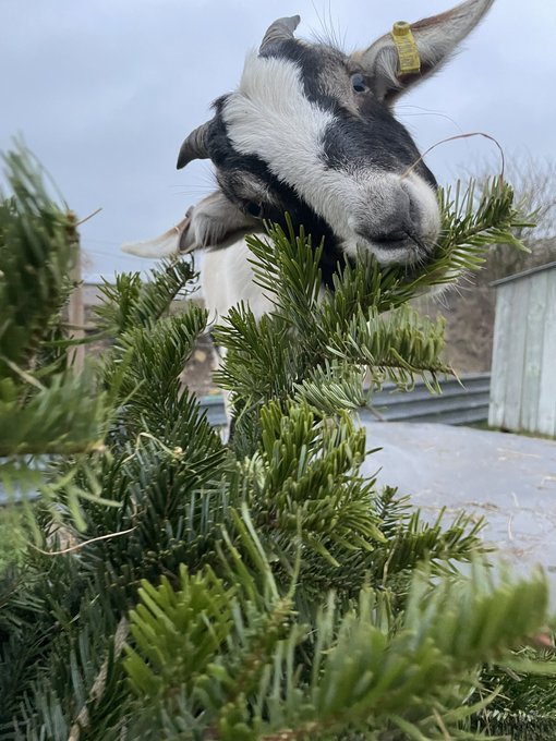 6 Ways To Recycle Your Old Christmas Tree