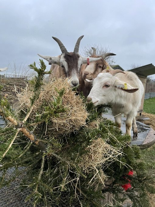 Can Goats Eat Old Christmas Trees 2022