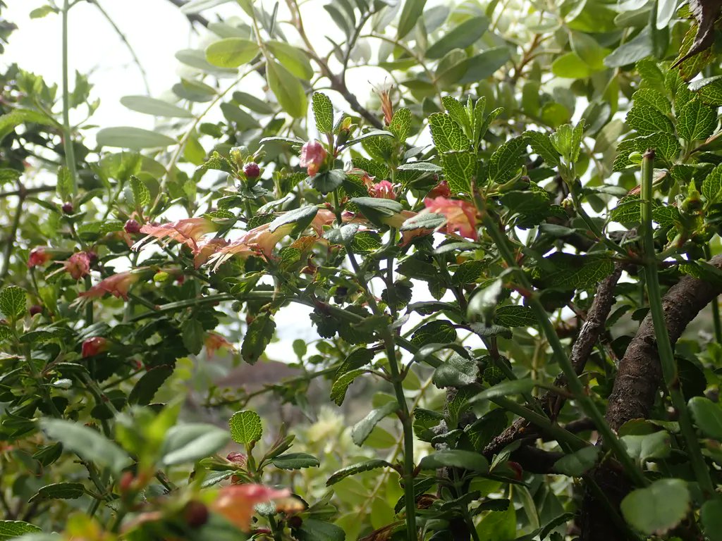 malamamaunakea's tweet photo. #Maunakea is home to two native mint species known as Mā‘ohi‘ohi, Stenogyne microphylla and S. rugosa. Hawaiian mints are unusual in that they have lost the distinctive fragrance from which mints get their name due to the lack of Hawaiian herbivores. #NativePlants https://t.co/hqXPUuH9i3