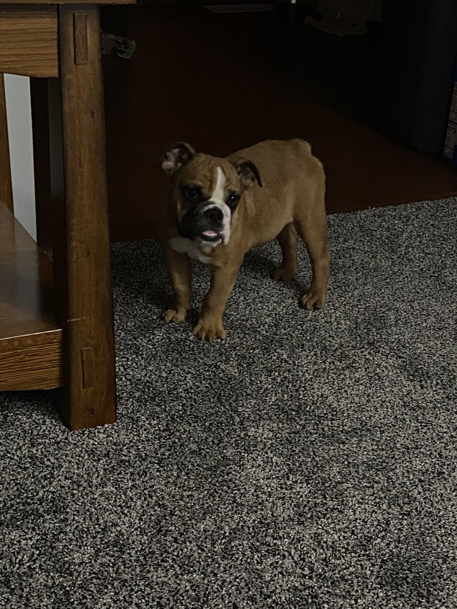 kyleandrew33's tweet photo. Kaelee and I got a new roommate yesterday ❤️ https://t.co/KB7YgM1osP