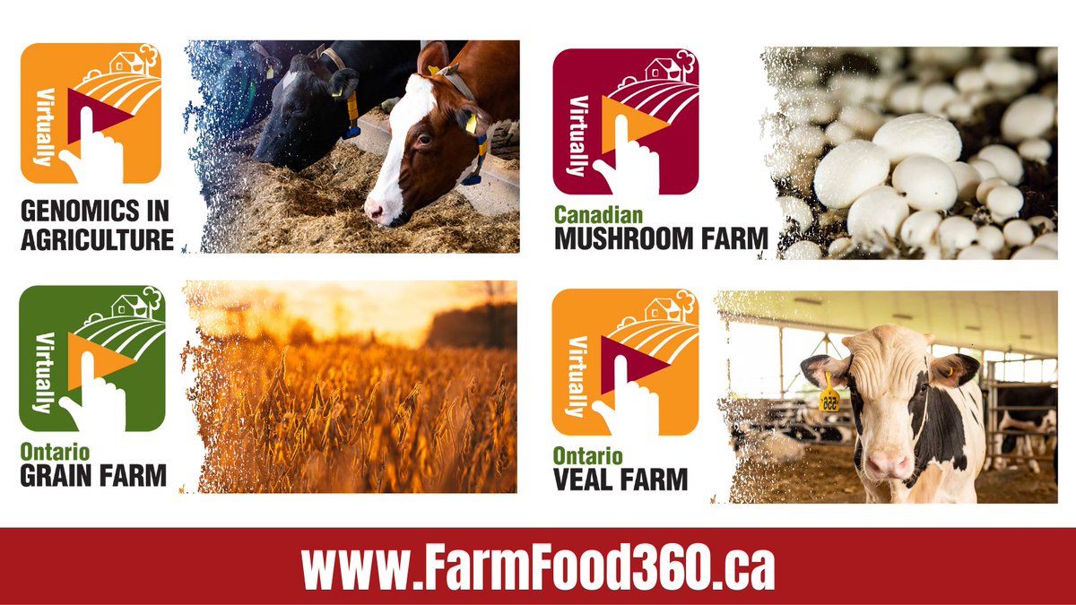 FarmFoodCareON's tweet image. Today we're excited to announce the launch of four new virtual reality tours! Visit FarmFood360.ca to take a tour of a mushroom farm, veal farm, grain farm, or learn about genomics in agriculture. #FarmFood360
