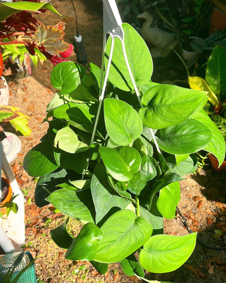 playingwiththym's tweet image. just wanna show off my jade satin scindapsus 💅 #plantsoftwitter #houseplants