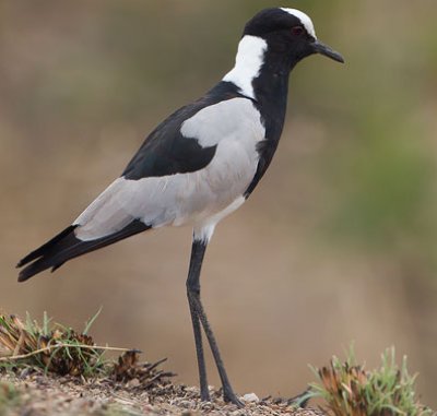oiseaux_net's tweet photo. #Vanneau armé (Vanellus armatus)
https://t.co/IAvOYsBgYp https://t.co/QmS31oDnXL