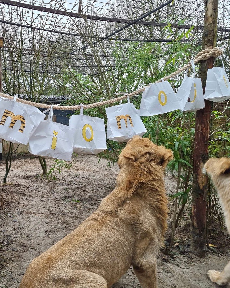 fourpawsint's tweet photo. Our lovely quintuplets 🦁 love this exciting enrichment to put @Miomojo in the spotlight. And so are we! Because what a perfect start of the year it is, knowing that the rescued big cats at our #FELIDA Big Cat Sanctuary can count on the support of this dear partner. 🧡 https://t.co/1lzWahhjp2
