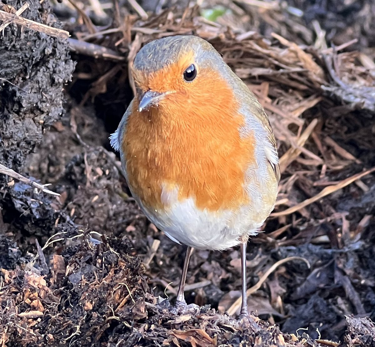 balga_online's tweet photo. This robin was watching allotmentholders dig in the hope to catch a worm! #allotment #birds #birdwatching #winterplot #allotment https://t.co/ojvL8K0rXS